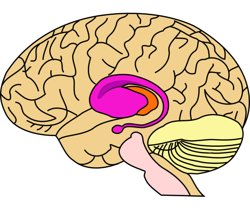 Location of the dorsal striatum, where memory may be sent during multitasking