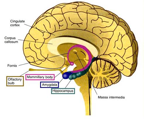 location of the hippocampus in the brain, where memory is sent when not multitasking